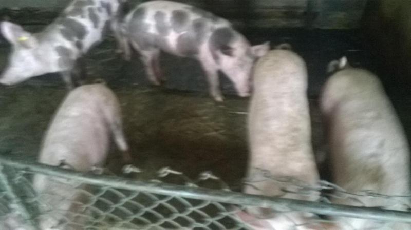 Pensiunea ,,la Struti