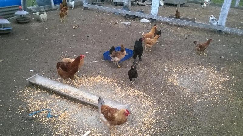 Pensiunea ,,la Struti